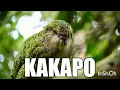 Birds of Paradise|Birds Songs|Birds Sound|Birds Dance|Birds Lover|Birds Chirping