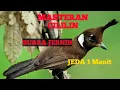 Download Lagu 🔴MASTERAN CILILIN JEDA 1 Menit Suara Jernih