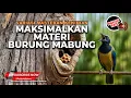 Lagu 🔴 Live Cucak Cungkok Super Gacor Tembakan Kasar Kasar Full Tekanan Upgrade Materi Burung Mabung Anda