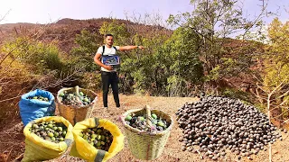 شاهد بعد الجني الكركاع البلدي ويبدأ وموسم الزيتون في جبال الريف ايت وياغر الحسيمة 