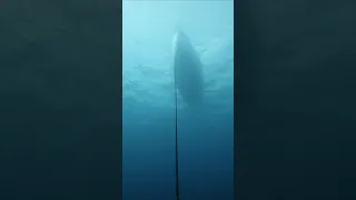 Stuck Anchor #boatfail #sailingbyefelicia