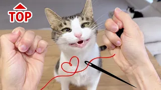 Cat's Life Hack: How To Thread a Needle