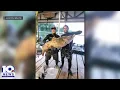 Massive 98lb catfish caught by hand