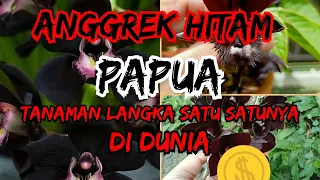 Download anggrek hitam papua( black orcid) tanaman paling langka satu satunya di dunia MP3