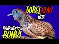 Download Lagu Perkutut Lokal Gacor, SUARA DOBEL KUK, merangsang bunyi 💯 ampuh