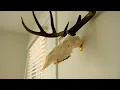 The Best Way To Hang Your Skull Mount - Use This Common Hardware Piece