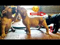 How a 6 week old American Bully Puppy should look