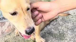 Chú chó liệt bị chủ bỏ rơi 