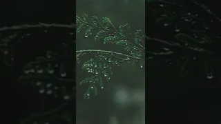 Rain Sounds for sleeping