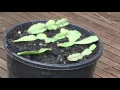 How to Propagate Christmas Cactus Cuttings Epiphyllum or Zygocactus