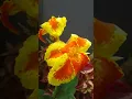 Download Lagu canna indica #cannaceac/vazhachedi #canna lilly