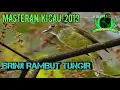 Download Lagu MASTERAN KICAU SUARA BURUNG BRINJI RAMBUT TUNGIR, GACOR!!
