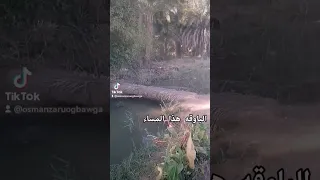 الباوقه 