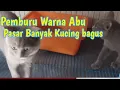 Download Lagu 🔴Pasar Hewan Jatinegara Update harga kucing British SH