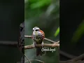 Download Lagu burung cucak kopi #birds #thebirdsonggroup #birdsounds #birdsong #wildlife
