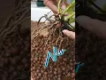 Download Lagu 😱 Dead Root System 🫣 Cattleya Repot 🥹 Leca Self Watering Set Up #ninjaorchids #shorts