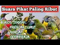 Download Lagu Suara Pikat Paling Ribut Burcil Sogon Kombinasi Prenjak Lumut, Korlap, Sepah Raja Ampuh