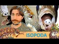 Isopoda The Isopods - Order Spotlight