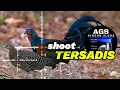 Download Lagu HANTAMAN TERSADIS AGS ALUG 14 GR🔴BERBURU AYAM HUTAN DOUBLE POIN