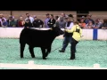 American Royal Champion Slaps