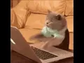 Cat Typing GIF