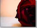 sadma toh hai muje bhi ki tujse juda hu main-jagjit singh - YouTube.flv