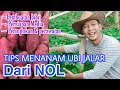 Lagu Cara menanam Ubi Jalar yang Benar \u0026 Panen Melimpah