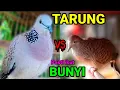 Download Lagu TEKUKUR LOKAL vs PERKUTUT BANGKOK Tarung, sangat Ampuh pasti ikut BUNYI