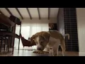 Help Your Pet Live 100 Petco