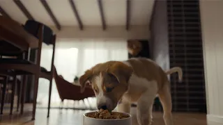Help Your Pet Live 100 Petco