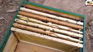 طريقة بسيطة لتربية ذكورالنحل تربية النحل للمبتدئين 