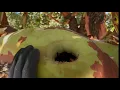 Download Lagu Pacific Madrone, What to know about this tree.