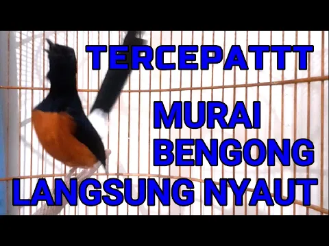 Download MP3 TERCEPAT✅✅ murai BENGONG langsung NYAUT dengar pancingan ini✅