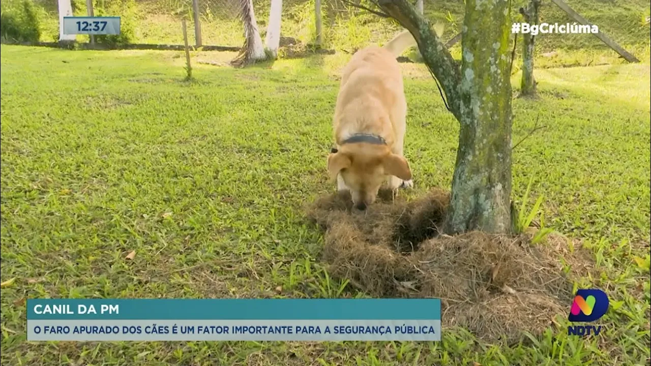 Faro apurado dos cães é fator importante na atuação da PM em Criciúma