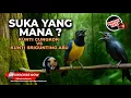 Download Lagu 🔴 Masteran Murai Batu Juara TEMBAKAN KUNTI– Suara Cucak Cungkok Nembak Panjang \u0026 Srigunting Abu Abu Download Lagu 🔴 Masteran Murai Batu Juara TEMBAKAN KUNTI– Suara Cucak Cungkok Nembak Panjang \u0026 Srigunting Abu Abu