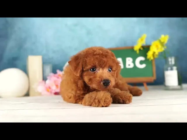 動画