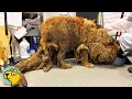 Lagu Police Save a Matted Giant Dog. Everyone Was Shocked Who She Really Was