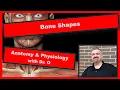 Bone Shapes Anatomy and Physiology