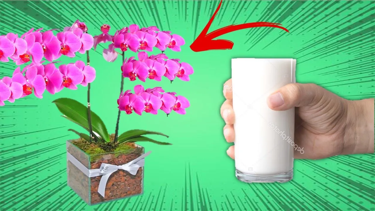 ESSE ADUBO FAZ QUALQUER ORQUÍDEA TURBINAR EM 96 HORAS (VOCÊ NÃO VAI ACREDITAR ISSO)