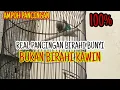 Pancingan lovebird birahi bunyi #birahi ngekek