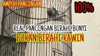 Download Pancingan lovebird birahi bunyi #birahi ngekek MP3