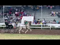 Section A Welsh Pony - Junior Championship