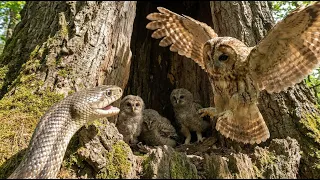 Black Snake Attacked the Nest and the Owl Parents Fought Back #owl #snake #wildlife #wild