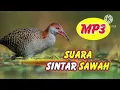 Download Lagu SUWARA BURUNG RUWOk SINTAR SAWAH ( JALEN)