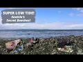Super Low Tide Seattle s Secret Beach Walk Wild Tales of Seattle Outdoor Family Adventure