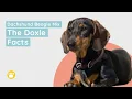 Dachshund Beagle Mix The Doxle Facts