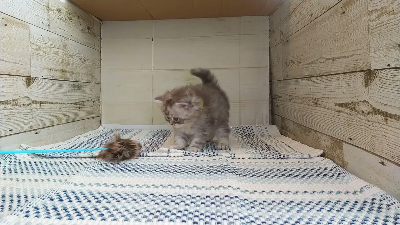 動画