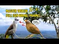 Download Lagu Masteran GILA!!! Trucukan Full Isian Wambi Hmamei