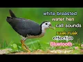 Download Lagu white breasted water hen call sound (ruak ruak)