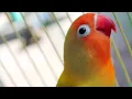 Download Lagu Pancingan Lovebird Betina Fighter Ngekek 1 Menit Up Suara Kasar